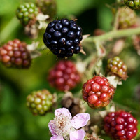 Berry Berry 