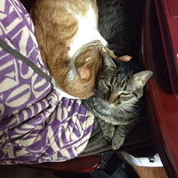 ��һ�������ֲ��Կ���