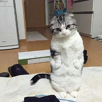 ��ʺ���ϰ�����ι����Ȼ������ֱ��վ������������ˡ���