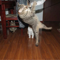 �����ɣ��ҵ�è��