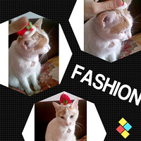 ��С��ף��λʥ������