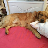 ����СƬ��...