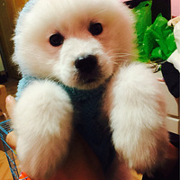 ����ƽ��ҹ��������ӭ�����㡣�ҵ�С������