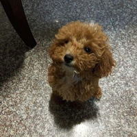 ��������顿+�ȳ豴��