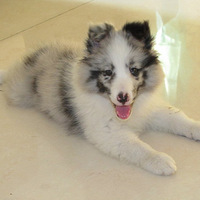 ��������顿���ƴ�С���������Ƭ��