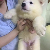 ��������顿 ���� ����������