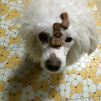 ԭ��ѧ�ᶥʳ�������Ҳ