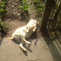 ��ɽΧ��ɱ���