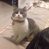 �������� С����