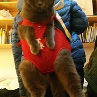 ���ŵ�è������װ�����������쿪ʼ�Ϲ�ͷ��