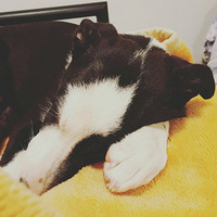 ������ɹ�����Dexter��Cooper