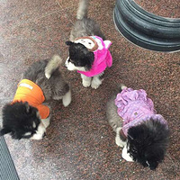 ���ģ���С����ˣ