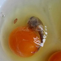 ������ȥ�����򼦵���������������������