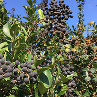 ƾʲô����ҩ����ʩ�ʣ����Ӳݶ������� �� ���ܡ���Ȼũ����