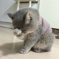 ͵���õ�è   (,,?? . ??,,)