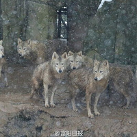 ��ѩ���ţ�����Ұ������԰�Ķ������ȴ���~ 