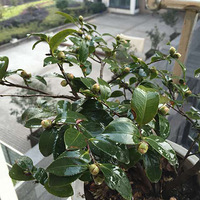 ÷�����Կຮ��