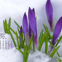 2016��2��������ֽ