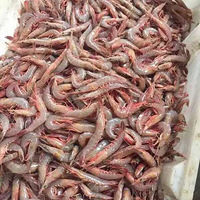 ���������ɶ���31�ţ�֮�󲻷����ˣ�ԭ��