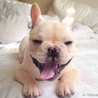 �ÿɰ��Ķ�ţȮѽ������ӵ��һֻ��