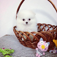 �Ҽ������ǲ��Ǻ��Ȱ�������Ŷ��