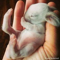 ����Ȼ�������Щ��С������