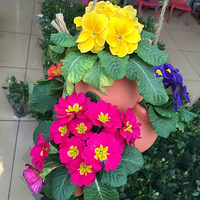 ��ǰ�����г�����.
