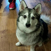 ��ʿ��Ϳ»��Ļ������С������corgsky��