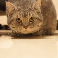 ����꣬���ѼҵĶ�ë�������Ҽ�