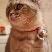 ���˽��ؿ�����˵������ûˮ�᳤è