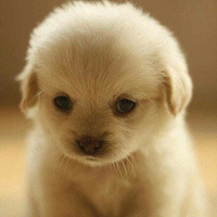 ����һ��С���ӣ�����ʲô����˵����������