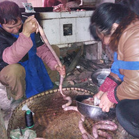 ���㳦�����е�Ѫ��