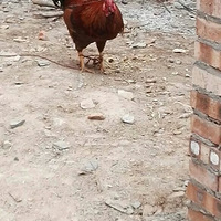 ������ϼң���һ�����ۿ�����������������������Ҫ��