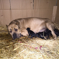 �ճ�����С��˹��