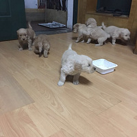 ���۽�ë��С��ë