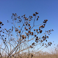 ������΢�����峿�����������еĳ�����