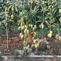 ������â����ǿ���Ƽ�