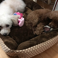 ɹɹ���Ǽ���Ů��