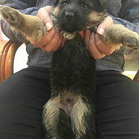 С�������ɳ������ڴ����Ǵ�����ʲô����