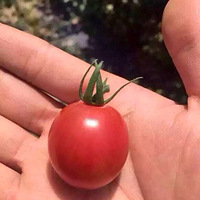 �ɿڵ�С����