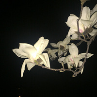 ��Ӱ��ĺ�����������