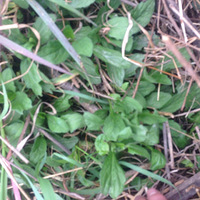 ����Ȼ������