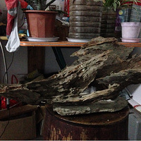 ����һ����ľ�裬���еĲ��϶�����ɽҰ