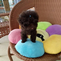 ��Ϊ��������ѡ��