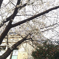 ��ʳ������