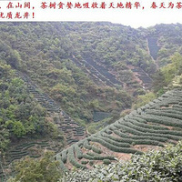 ��ɽ���ǲ衢��Ҷ