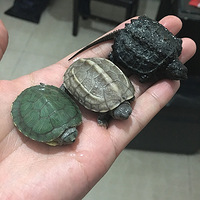 ������С���꡿��������ͷ�����ǲ���