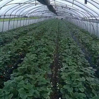 ժ��ݮ����