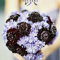 ���ϸ��Ա�ֽ�����߲�лŶ����Ҫ����������