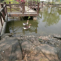 ����ׯ԰С�ۣ�